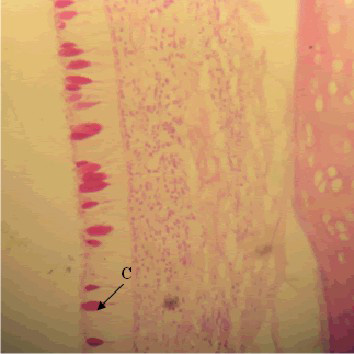 Célula mucosa (caliciforme): Lâmina 90